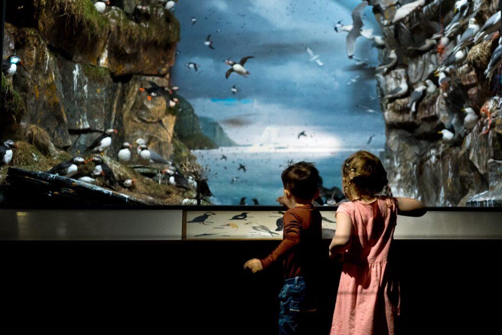Bilde av barn som ser på Lundefugler i natur på Naturhistorisk Museum i Oslo.