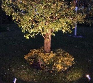 utebelysning: Spot som lyser opp tre i hage