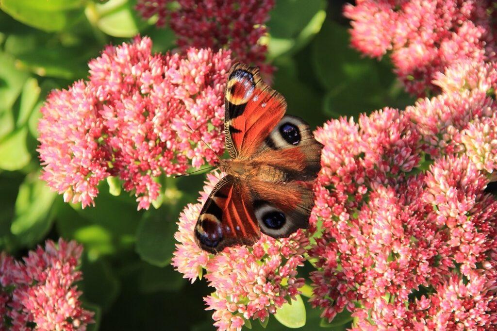 Blomster I Hagen () Blomster I Hagen