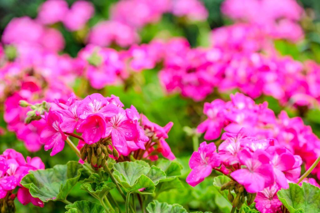 Blomster I Hagen Blomster I Hagen