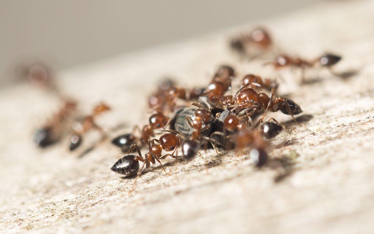 Flere maur på oransje gulv i hus og hjem.