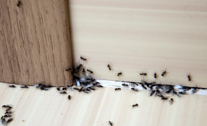 Nærbilde av maur inne i et hus.