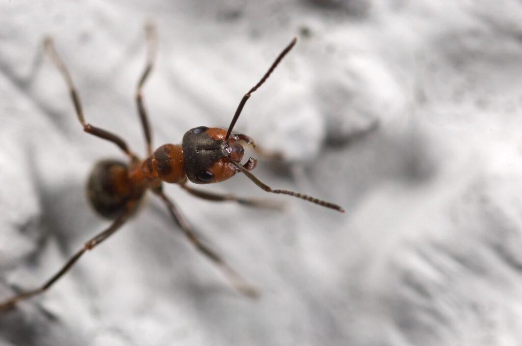 Nærbilde av maur i hus og hjem.