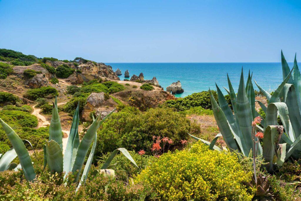 Bilde fra frodige portugal, med natur i front og hav i bakgrunn, syden, hvor du kan legge sommerferien din.