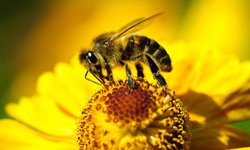humle som driver med pollinering.