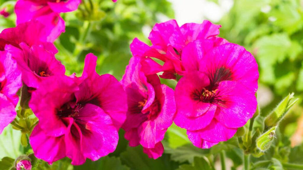 geranium bomster rosa trenger vanning