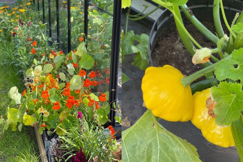 Bilde av plantekasse med oransje blomster utenfor drivhus og egendyrkede gule squash i drivhus. gul_squash og plantekasse_drivhus Large Large
