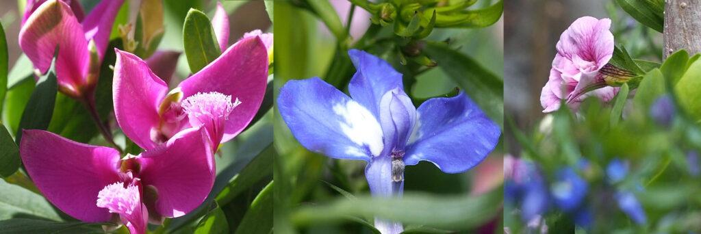 Rosa og blå blomster i blomsterpotte. Polygala (til venstre),Lobelia (i midten) og Calibrachola (til høyre).
