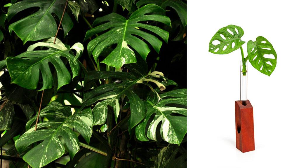 Bilde av to ulike monsteraplanter - variegata og adansonii.
