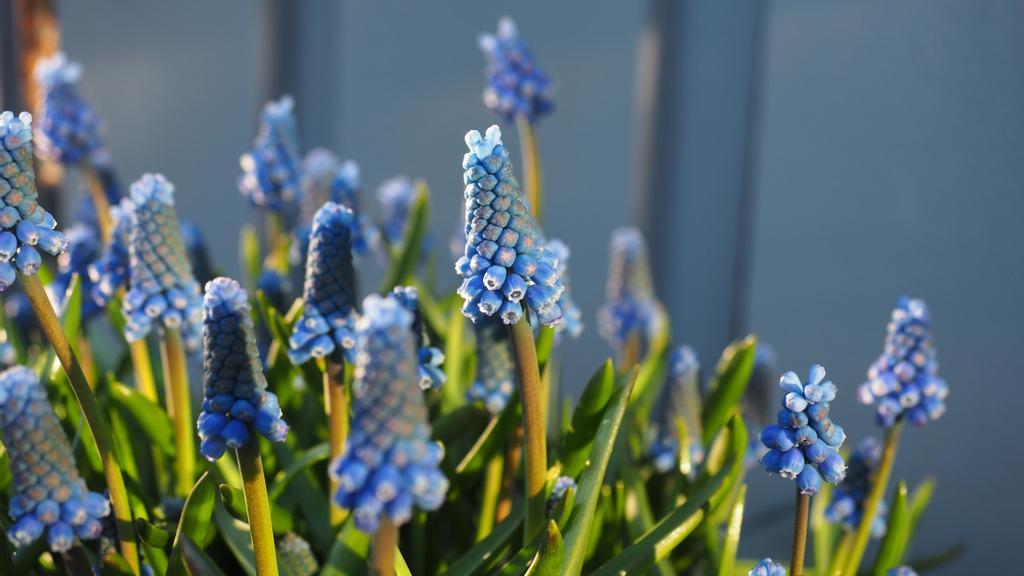 Blå blomster som perleblomster tåler frost og står ute i solen. 