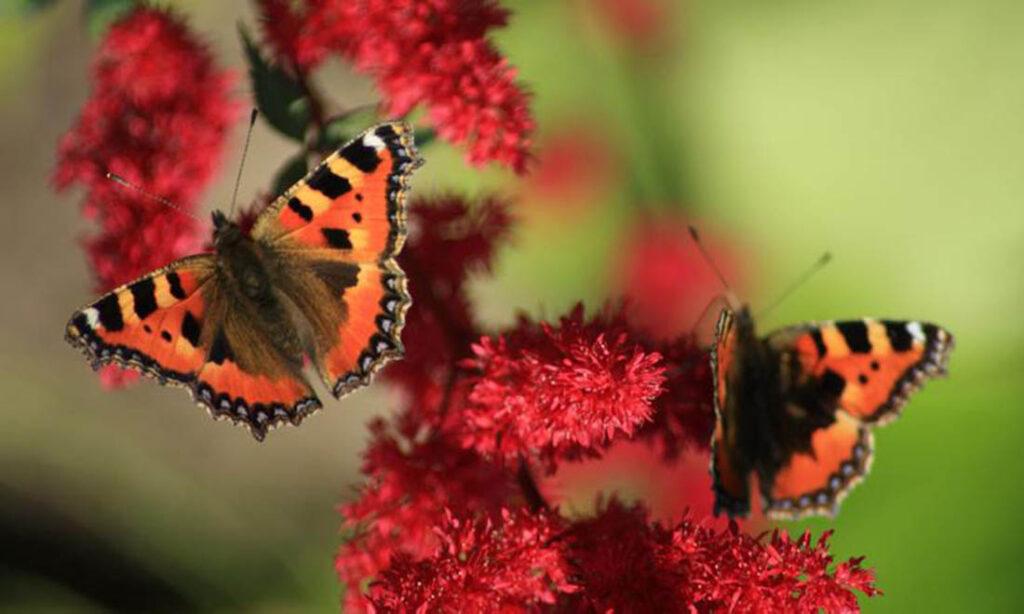 to sommerfugler som svever ved en rød blomst i en hage