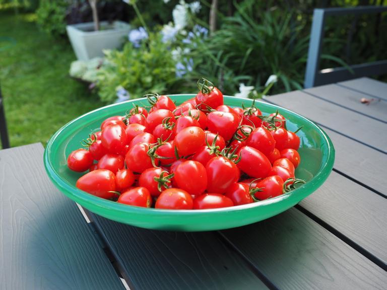 Tomater i grønn skål på hagebord i frodig hage, fra drivhuset til Espen Skarphagen.