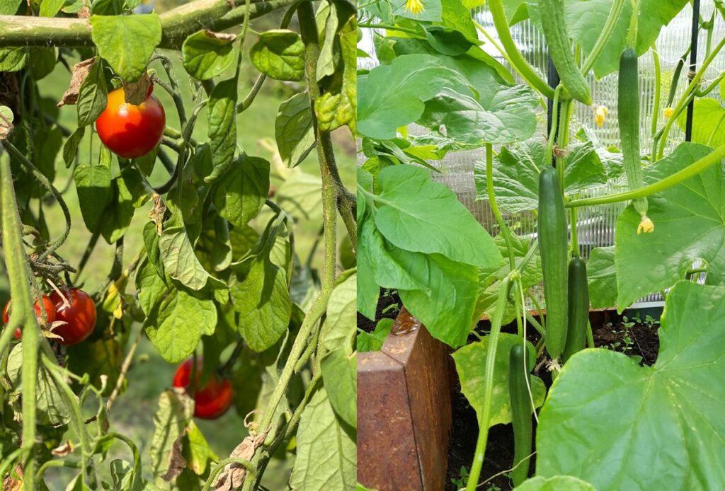 Tomater og Slangeagurker dyrket frem i eget drivhus.