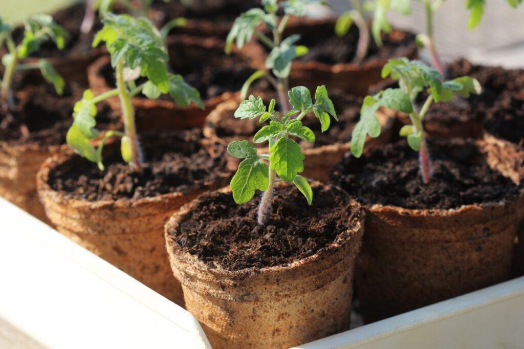 Tomatplanter i små potter