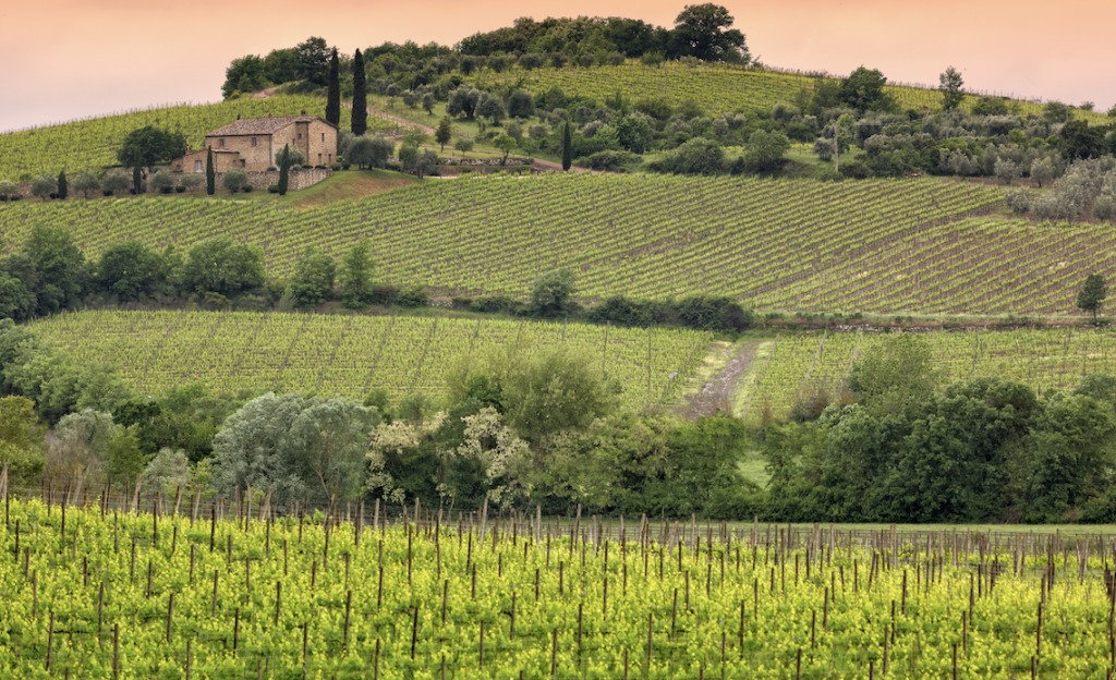 Vingård i Toscana i Italia omringet av grønne vinranker og solnedgang. 