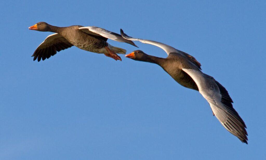 Bilde av to flyvende grågjess. Jakt på  grågås er tillatt fra 10. august til 23. desember i store deler av Norge. 