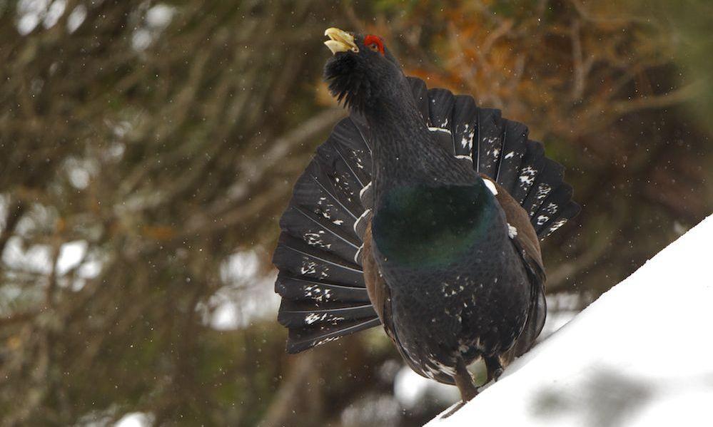 Bilde av storfuglen Tiur i natur og snø. Jakt på storfugl er tillatt i hele landet fra 10. september til 23. desember. 