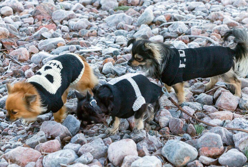 Tre små hunder i gensere i svart garn og refleksgarn med ulike mønstre.