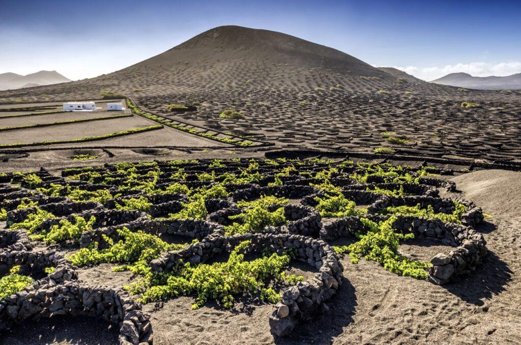 Vulkanske vingårder på La Geria på Lanzarote