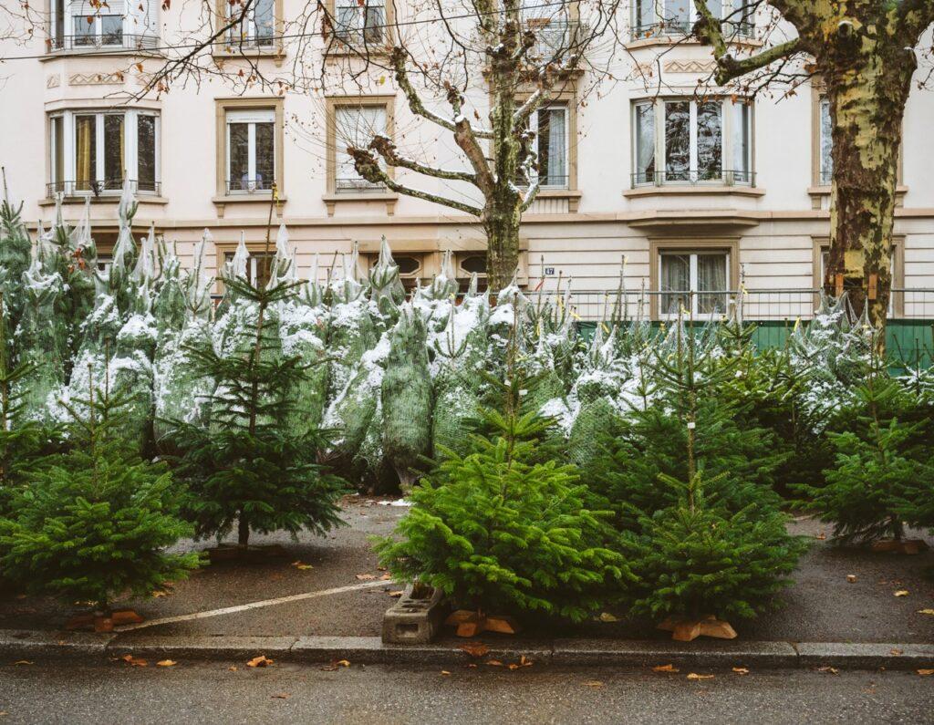 Bilde av juletreforhandler med mange juletrær foran hvitt hus på gaten.