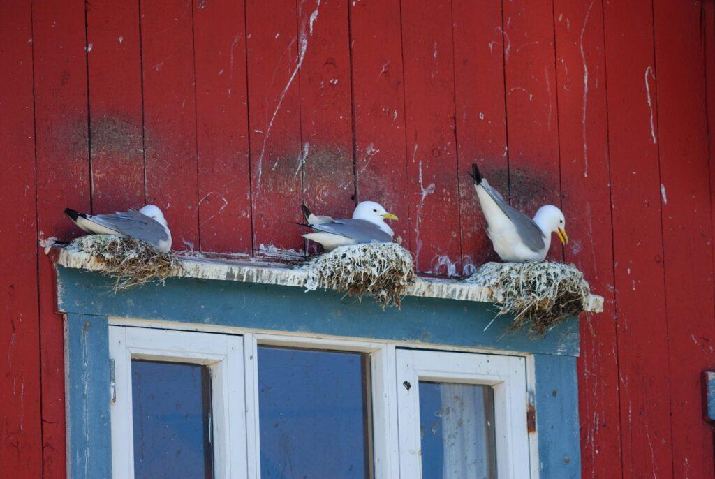 Tre hekkende måker på karmen til et vindu på et rødmalt hus i Nordland.