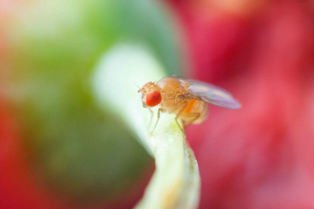 Bilde av fruktflue på mat, grønnsak med rød bakgrunn