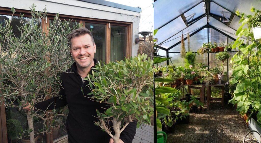 Sammensatt av to bilder. Bilde 1 er av hageekspert Espen Skarphagen som holder oliventrær. Bilde 2 viser insiden av et drivhus med frodige planter. er har vi samlet alt du trenger å vite for å både bygge, dyrke, plante og lykkes med drivhus.