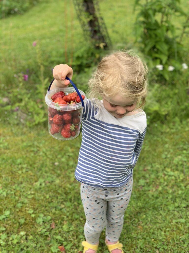 Liten jente med blondt hår og stripete genser står i en grønn hage og holder opp en liten bøtte fylt med jordbær. Slik lager du pallekarm-drivhus, og dette kan du dyrke i det.