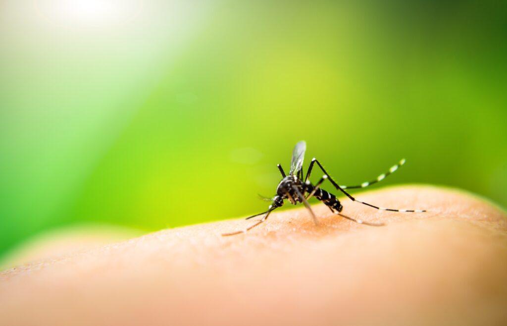 Myggjager test: En mygg i ferd med å spise sitter på en menneskekropp, med natur i bakgrunnen.