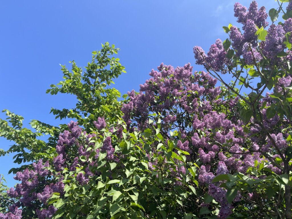 Bilde av lilla syrinhekk med blå himmel i bakgrunn. Dette er en enkel hekk å vedlikeholde. Vi har snakket med hageeksperten Espen Skarphagen som forteller hvilken hekk du skal velge til din hage og hva du bør tenke på når du skal velge hekk.