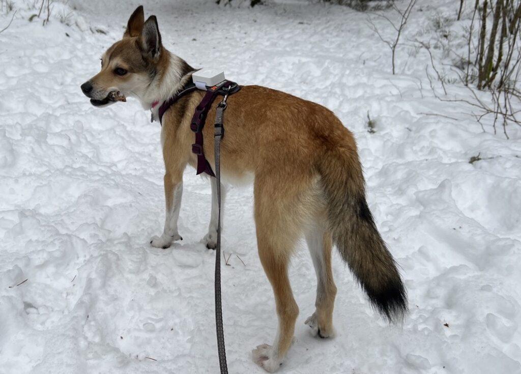 Bilde av en ung Norsk Lundehund med som går tur i snøen med en pinne i munnen. Hun har en lilla sele med en hvil GPS-tracker festet på. Vi har testet Lildog som er GPS til hund.