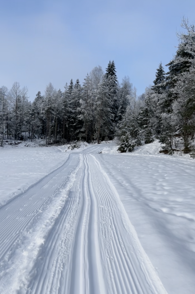 Bilde av skispor i norsk natur dekket av snø. Bildet viser skispor som leder mot snødekkede trær i en skog og i bakgrunnen ser man at det er blå himmel.