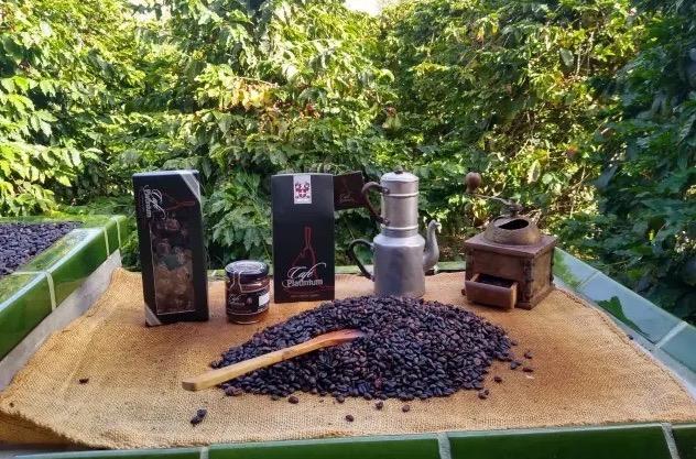 Bilde av et bord med kaffebønner og pakker med kaffe fra Gran Canaria. I bakgrunnen er det en rekke kaffeplanter. Vi gir deg fem spennende fakta om den populære Kanariøyen.