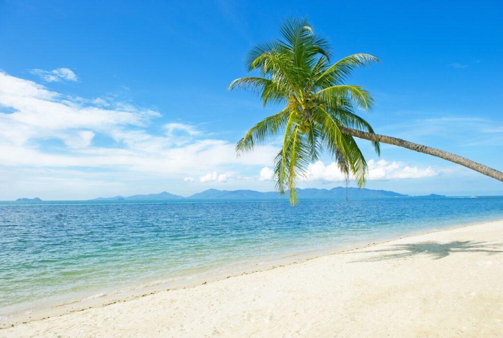 Bilde av en hvit strand med krystallklart hav og blå himmel. På stranden står et palmetre. Vi har laget en lang liste på hvor du må reise for å finne varme. Vi avslører blant annet temperaturer på Gran Canaria, Hellas, Kroatia og mange mange flere populære reisedestinasjoner.