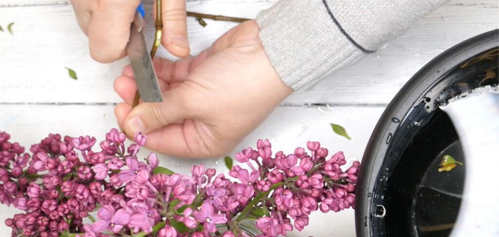 Hånd med blomsterkniv som snitter stilken på en syrin.
