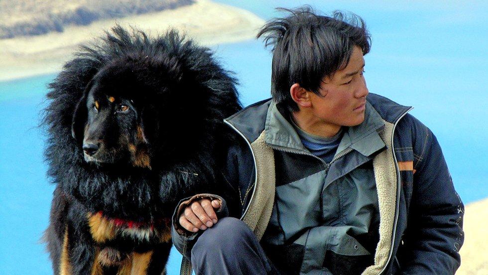 Фото собак породы тибетский мастиф