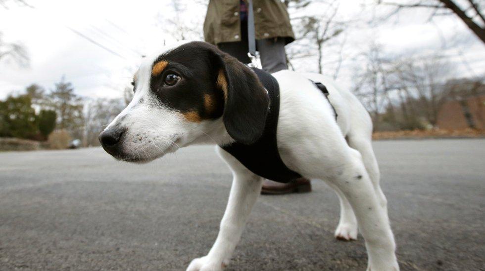 ønske Uforenelig lovgivning Hvor gammel er hunden din i menneskeår? | ABC Nyheter