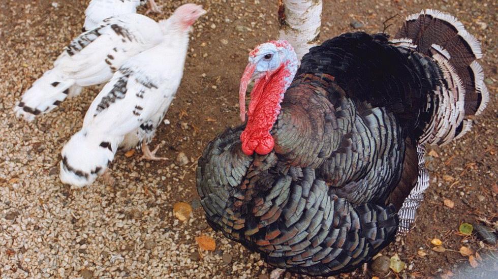 62 000 oiseaux doivent être tués après la découverte de la grippe aviaire au Danemark