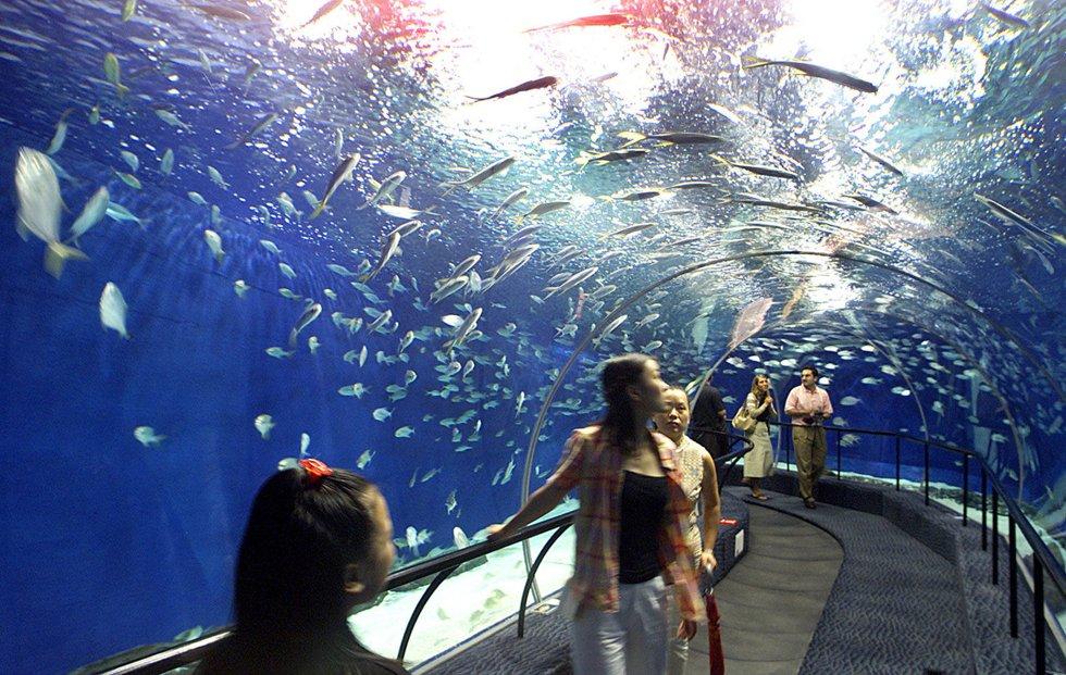 De fem største akvariene i | ABC Nyheter