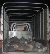 El gato desaparecido fue encontrado en un camión junto con varios otros gatos, que también se sospecha que fueron robados.  Los activistas del bienestar animal afirman que los gatos se dirigían a un matadero.  Foto: Weibo