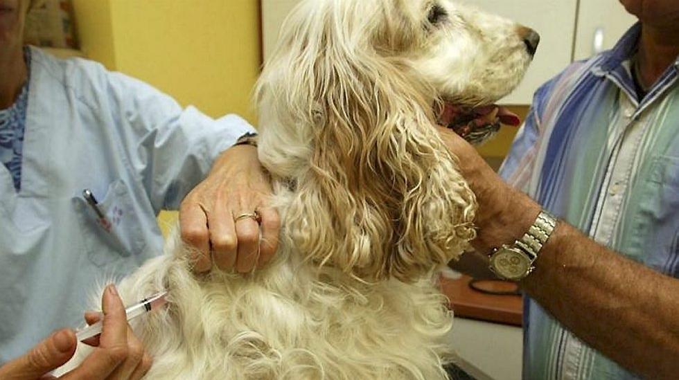 dø Rynke panden Afbestille Sjekk når hunden din må til veterinær: Matvarene som gjør hunden din syk |  ABC Nyheter