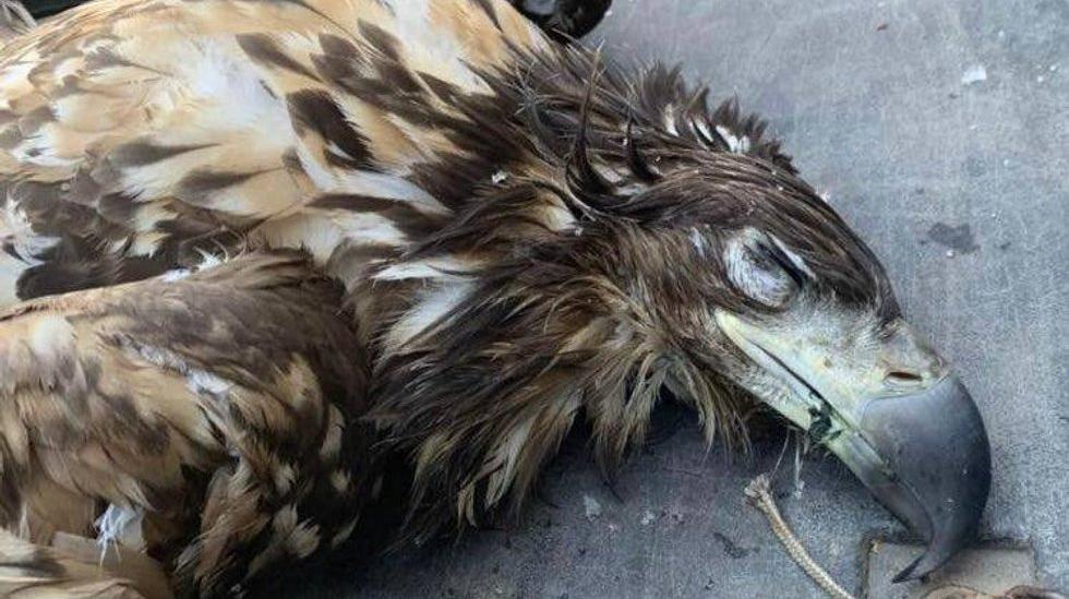 I mai ble denne havørnen funnet død på Skagen i Vardø. Det ble påvist fugleinfluensa HPAI H5N5 hos fuglekadaveret. Ytterligere en havørn ble funnet død med viruset i kommunen samme måned.