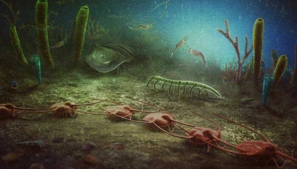 Forse questo è l'aspetto degli animali fossili quando vivevano sott'acqua.  (Foto: Christian McCall)