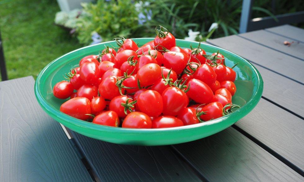 Non c'è niente di meglio dei pomodori dolci e maturi al sole che possono essere raccolti direttamente dalla pianta.  Foto: Espen Skarphagen