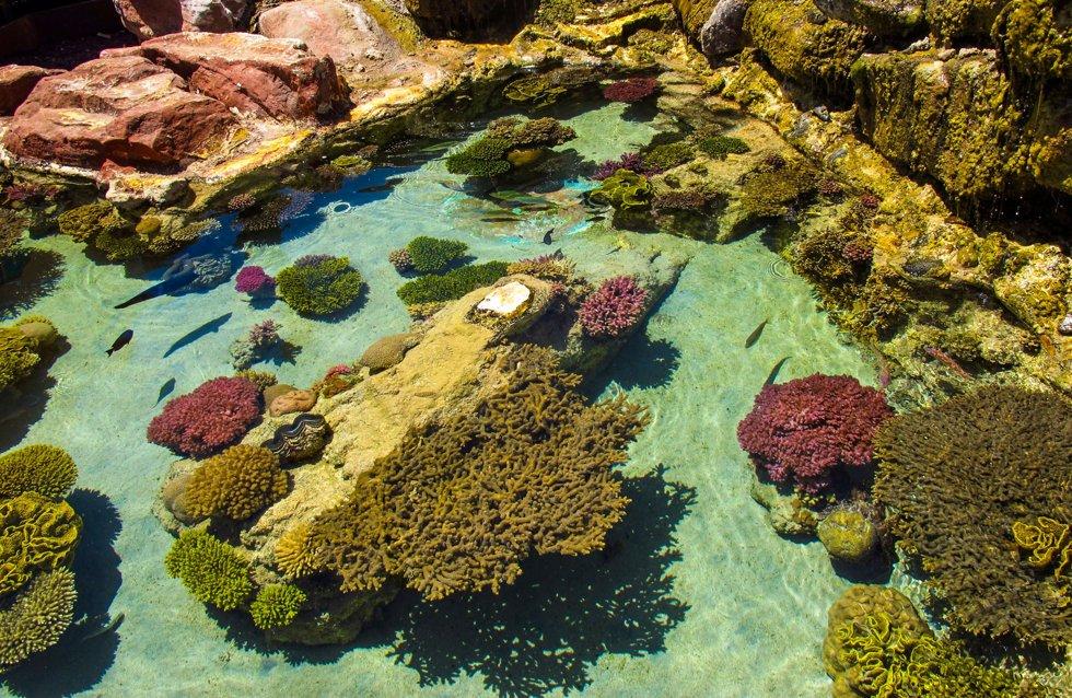 Le barriere coralline sono molto vulnerabili allo sbiancamento quando la crema solare dei bagnanti forma uno strato sottile sopra di esse.  Morirono.  Foto: scatola dei colori
