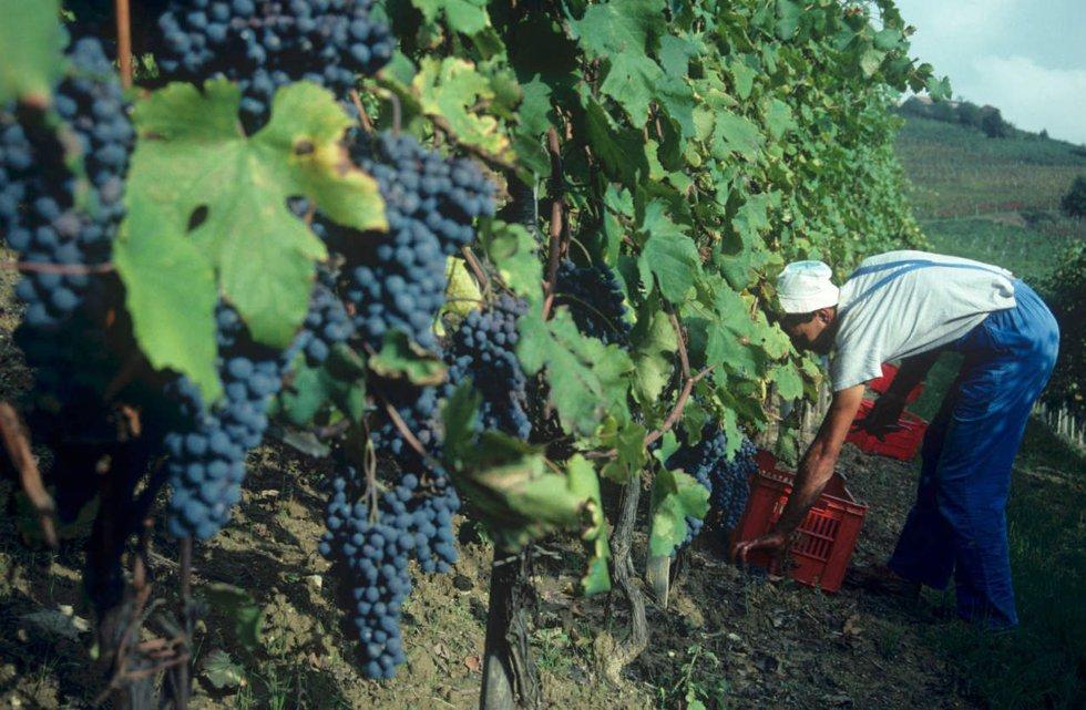 Vendemmia: Qui vengono raccolte le uve da vino del Piemonte.  Foto: Hans-Peter Siffert / NTB