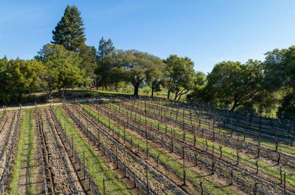 In California, there is often a great diversity of forests and vegetation around vineyards.  Photo: Svein Lindin/Finansavisen