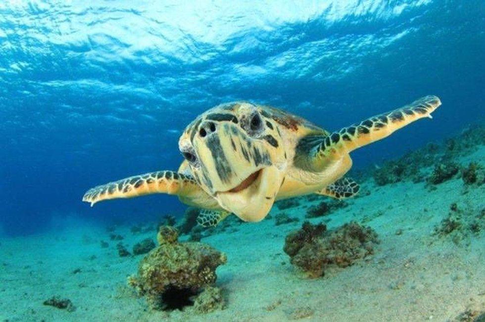 Esistono sette specie di tartarughe in tutto il mondo, cinque delle quali si trovano anche nel Mar Rosso.  Se le barriere coralline muoiono, anche le tartarughe sono a rischio.  Foto: Ufficio del turismo israeliano