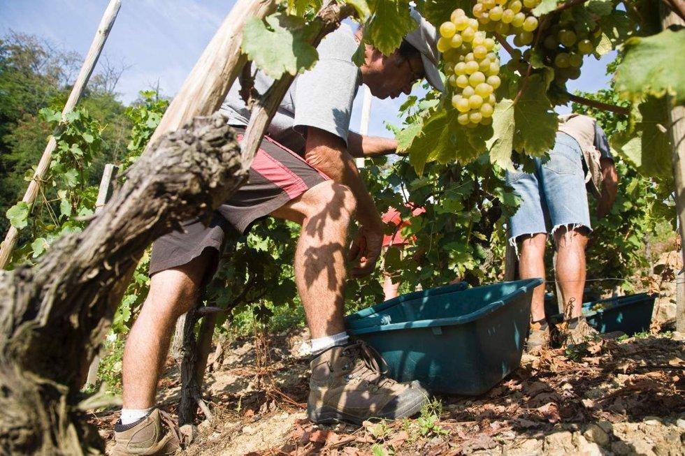 Hand-picked: All grapes from the best vineyards in Guigal are hand-picked.  Photo: Guigal