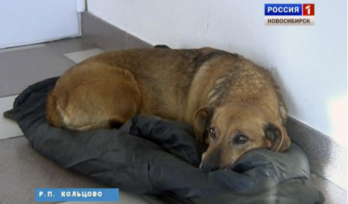 For en dagstur Bonus Arbejdsløs Hunden Masha har ventet over ett år på sin døde eier | ABC Nyheter
